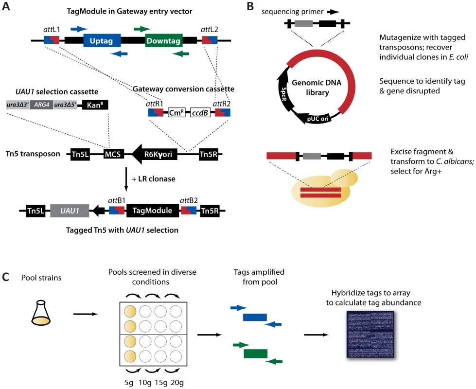 Construction of tagged transposon mutants in <i>C. albicans</i>.