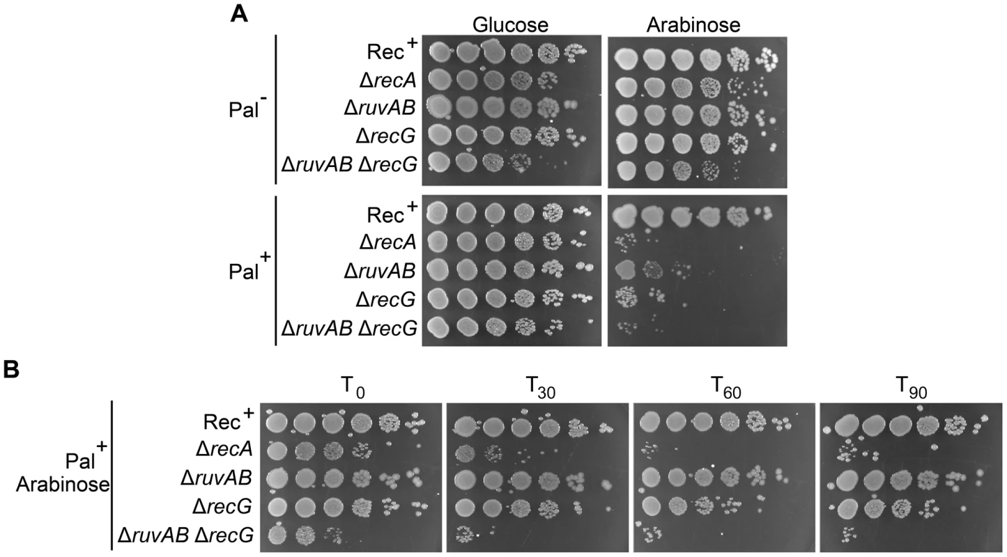Viability of strains containing the palindrome, grown in 0.2% arabinose.