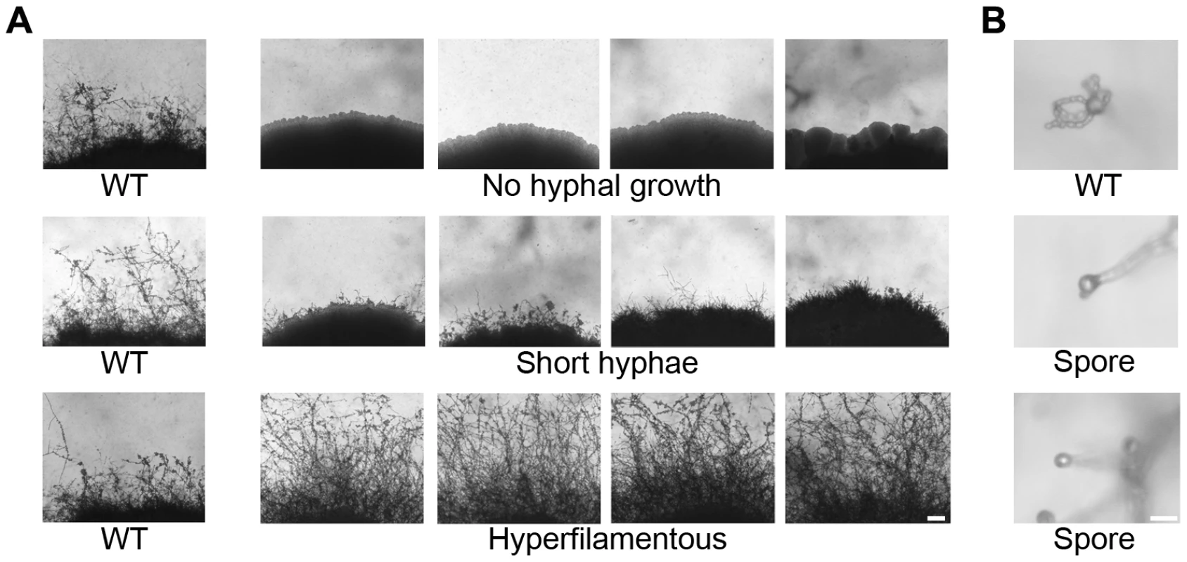 Phenotypic analysis of insertion mutants altered in unisexual reproduction.