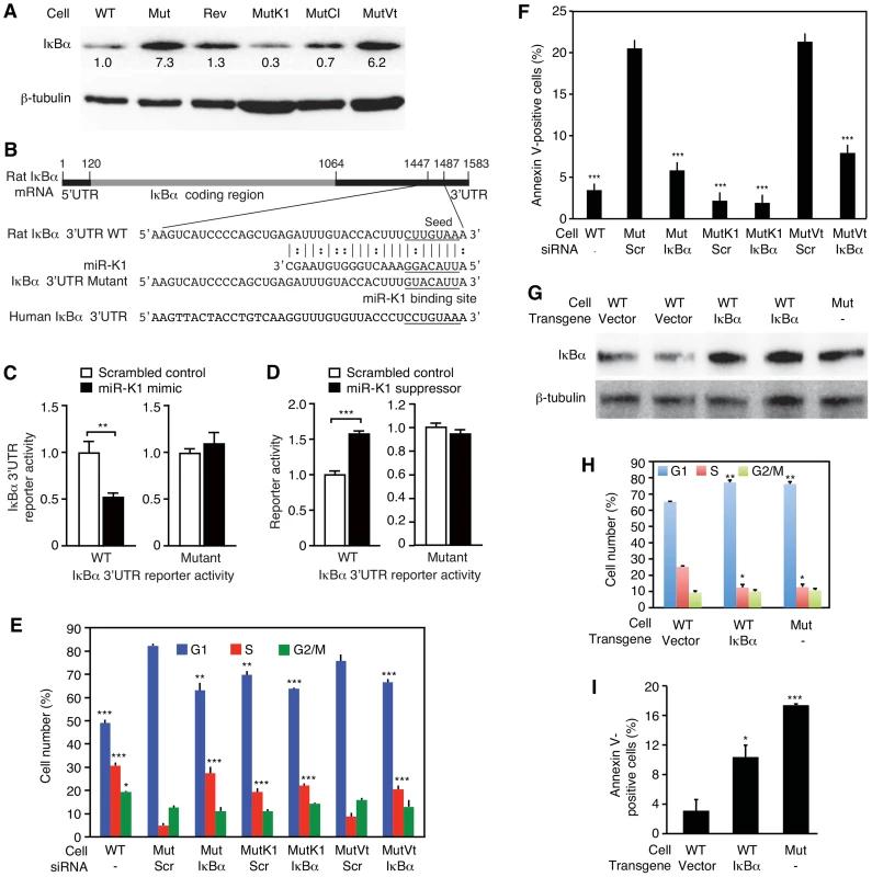 MiR-K1 targeting of IκBα is essential and sufficient for KSHV subversion of cell cycle and apoptosis pathways.