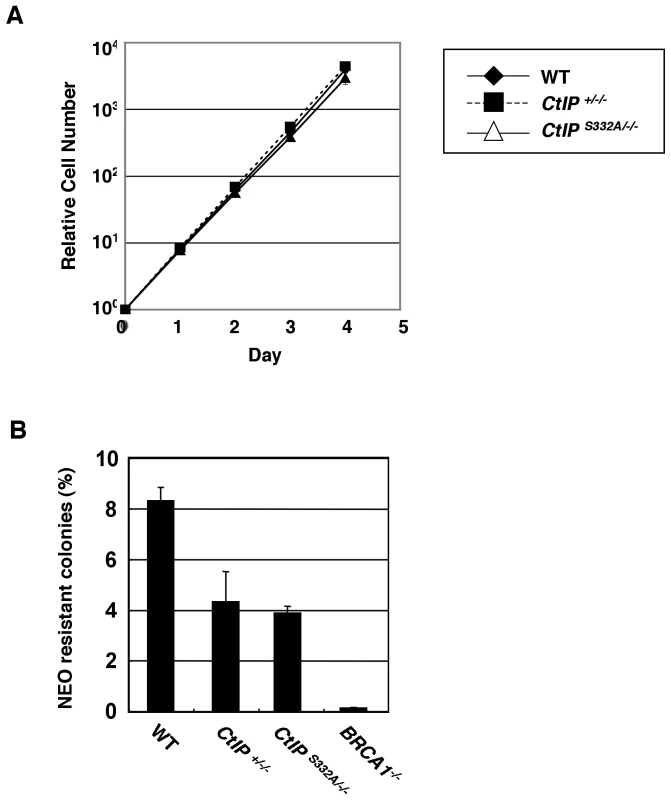 Proficient homologous recombination in <i>CtIP<sup>S332A/−/−</sup></i> clones.