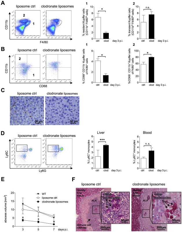 ALA formation following depletion of Kupffer cells by clodronate liposomes.