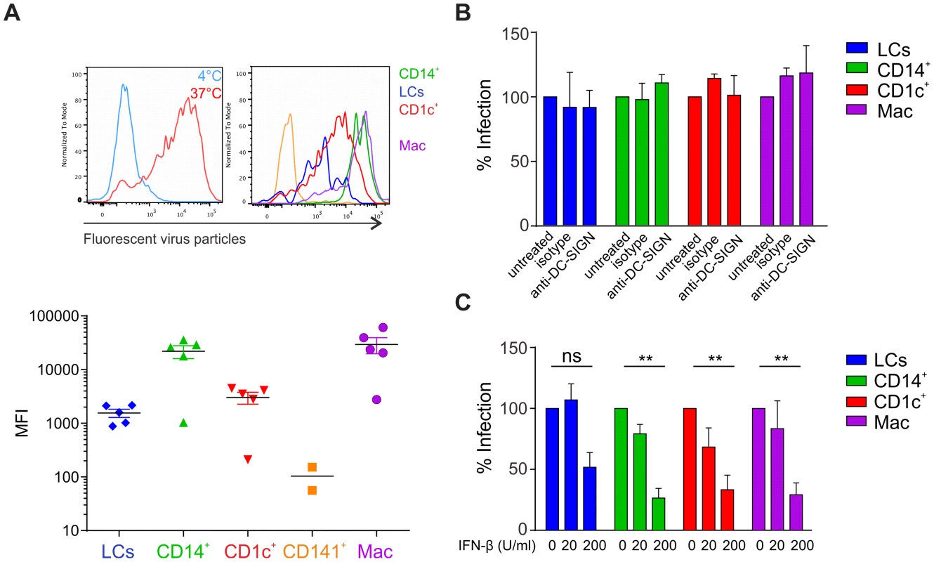 Infection of primary skin DCs is independent of DC-SIGN.