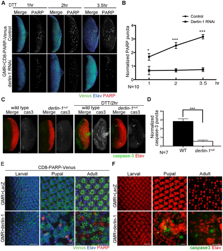 Derlin-1 involves in ER stress-induced caspase activation.