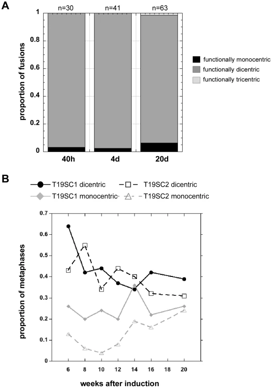 Induced dicentrics are variably stable over time.