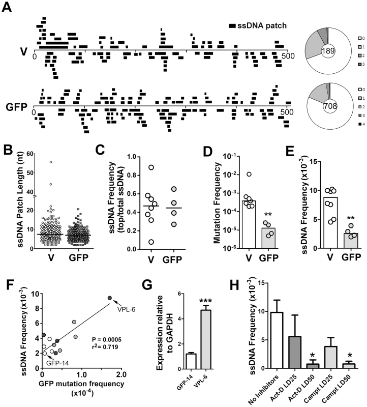 ssDNA Patches in the V-Region and GFP Transgene in Ramos Cells.
