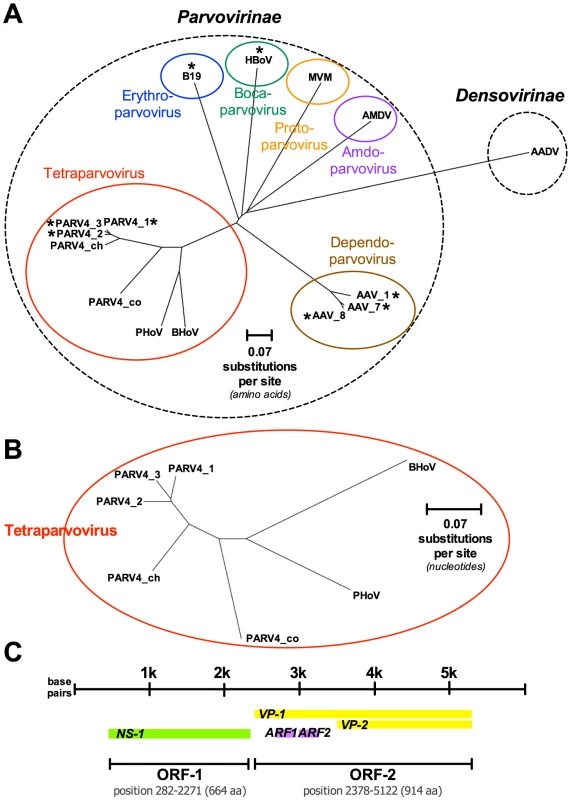 Genetics and genomics of PARV4.