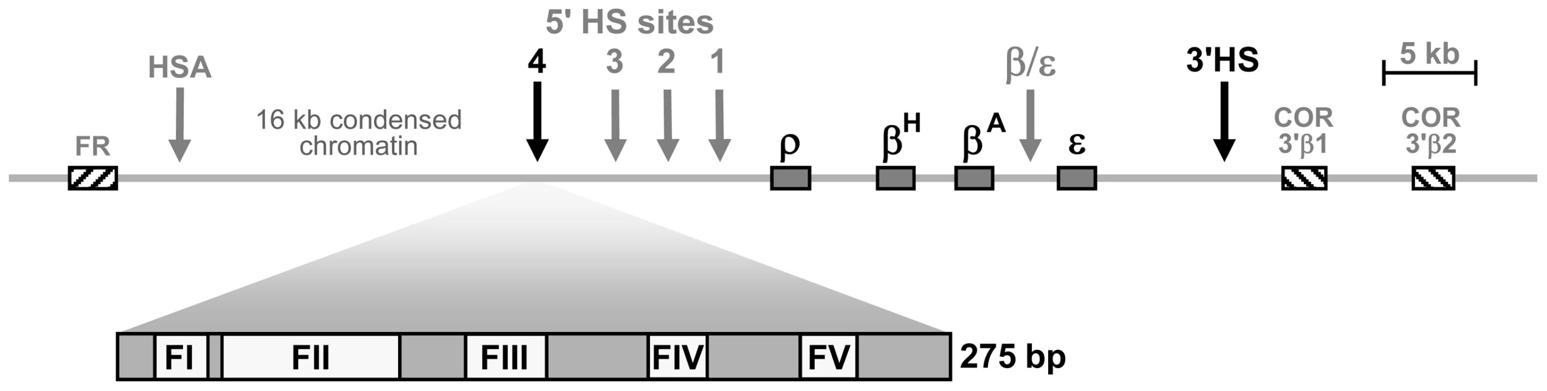 Schematic representation of the chicken <i>β-globin</i> cluster and surrounding loci.