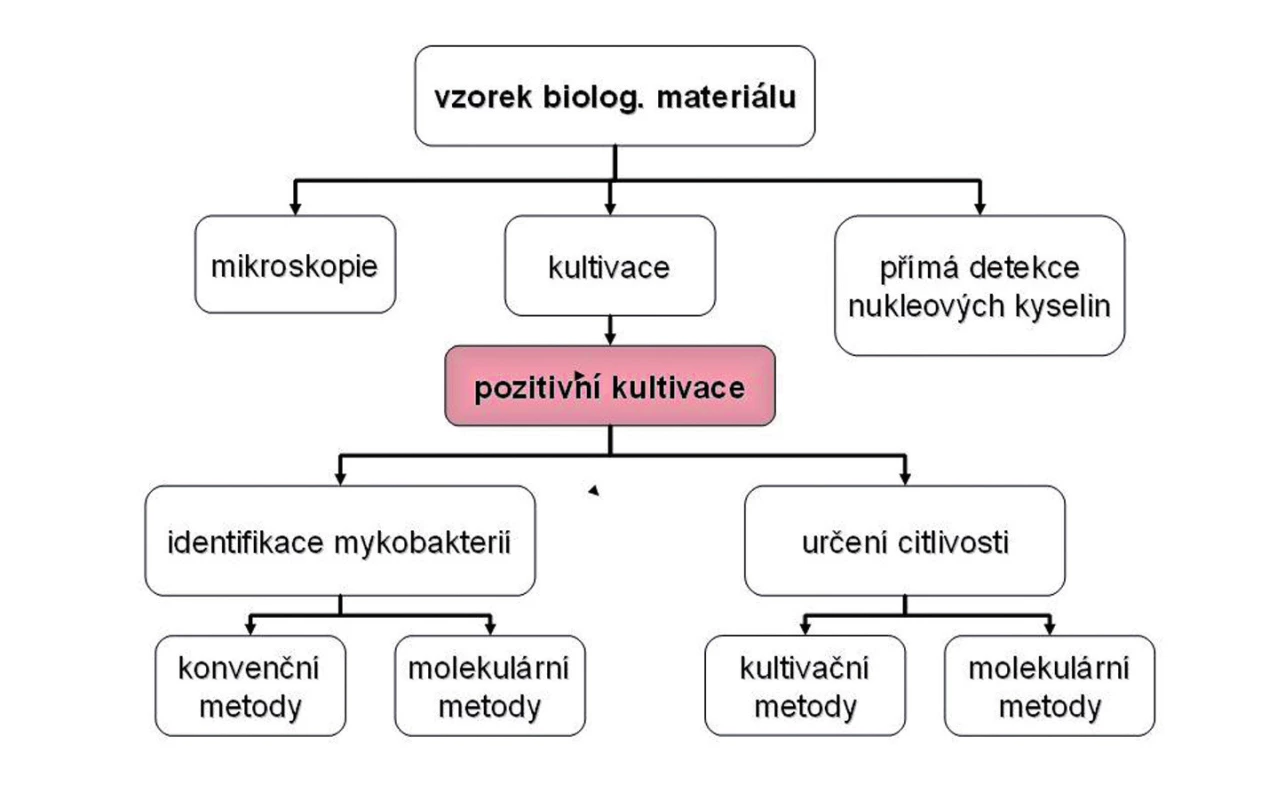 Základní schéma laboratorního vyšetření na mykobakterie.