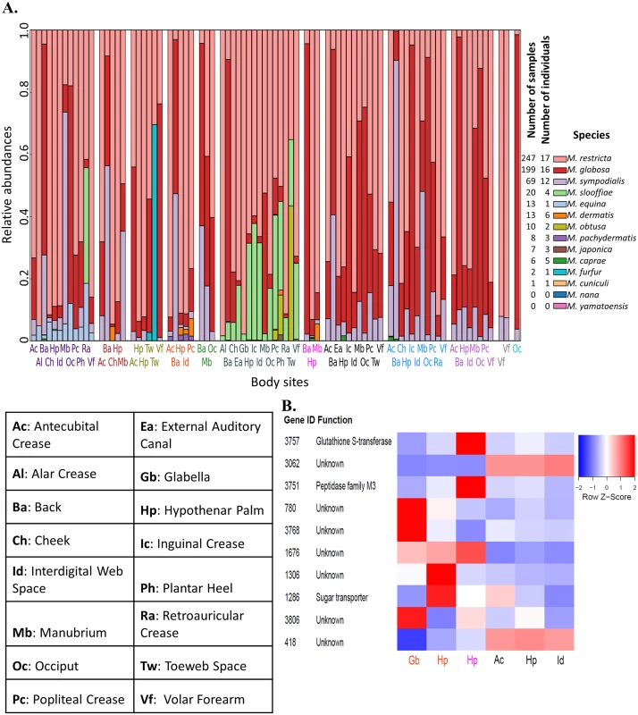 Characterizing the diversity of <i>Malassezia</i> in skin samples.