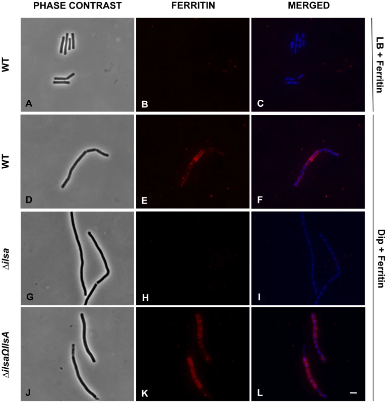 IlsA is essential for ferritin binding on <i>B. cereus</i> cell surface.