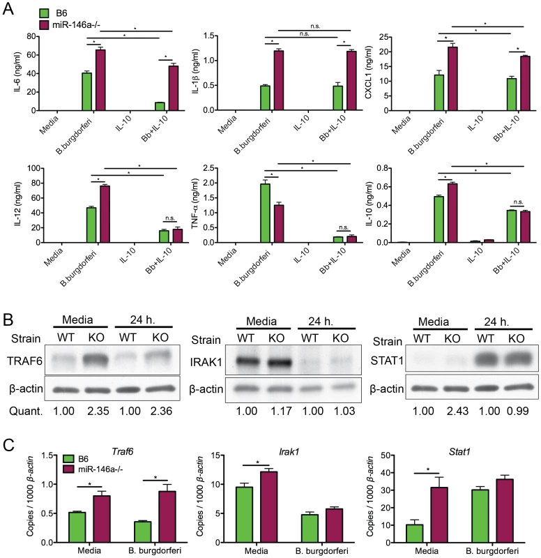 Bone marrow-derived macrophages from B6 miR-146a<sup>−/−</sup> mice are hyper-responsive to <i>B. burgdorferi</i> and have elevated levels of TRAF6.