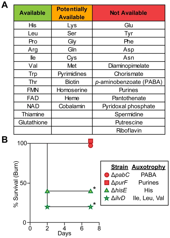 Biosynthetic requirements of <i>P. aeruginosa</i> during wound infection.