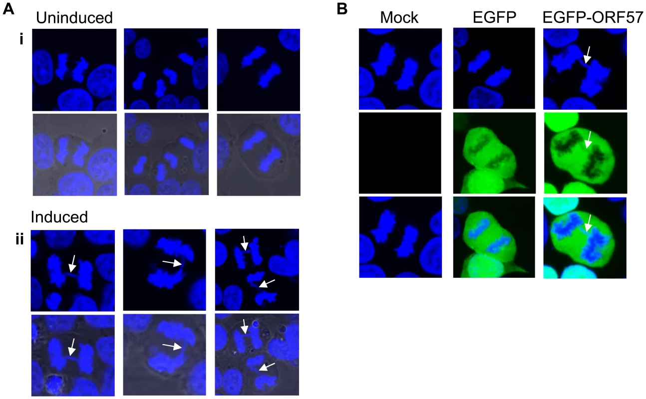 Chromosome instability in ORF57 expressing cells.