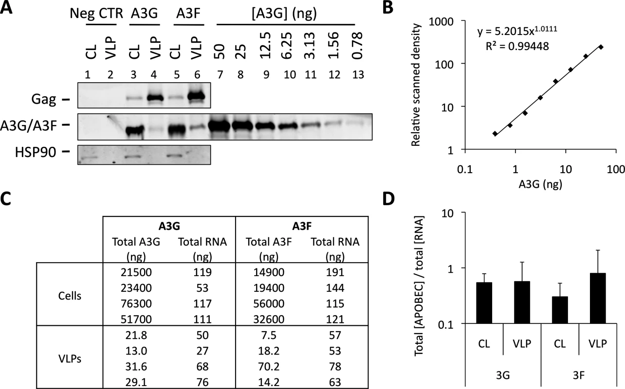 A3G and A3F concentrations are similarly distributed between cells and VLPs by RNA. (A)
