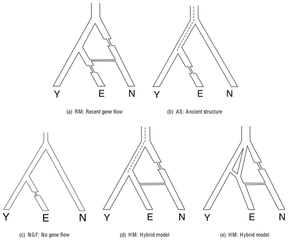 Classes of demographic models relating Africans (Y), Europeans (E), and Neandertals (N).