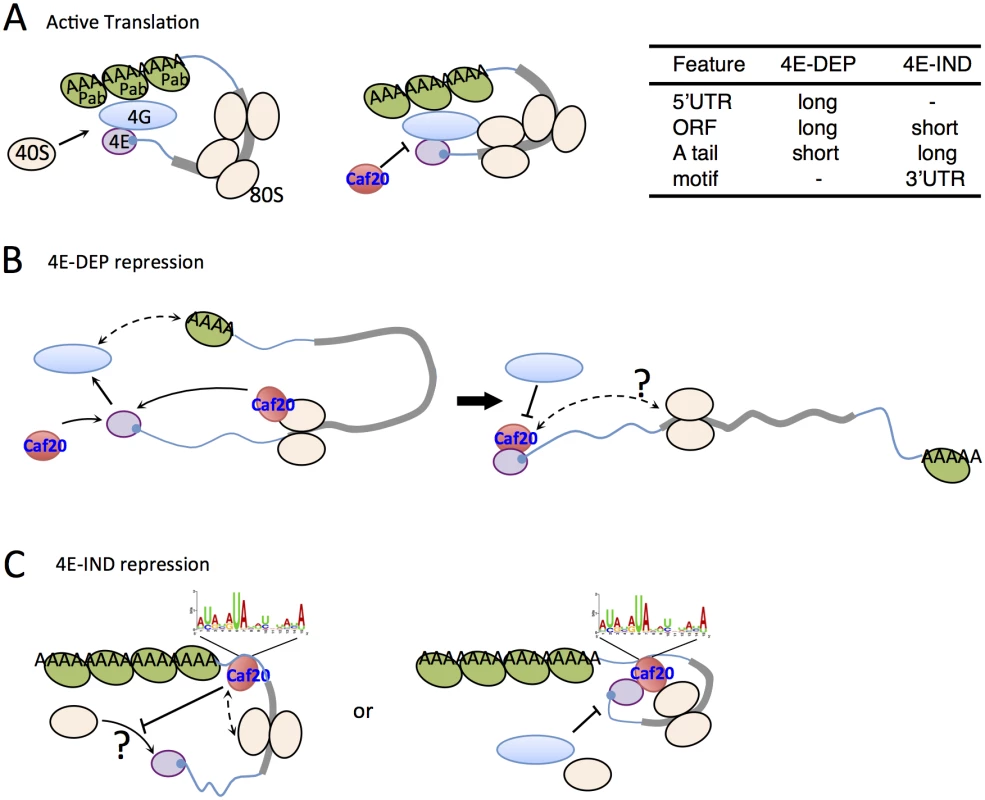 Models for 4E-DEP and 4E-IND Caf20p-mediated translational repression.