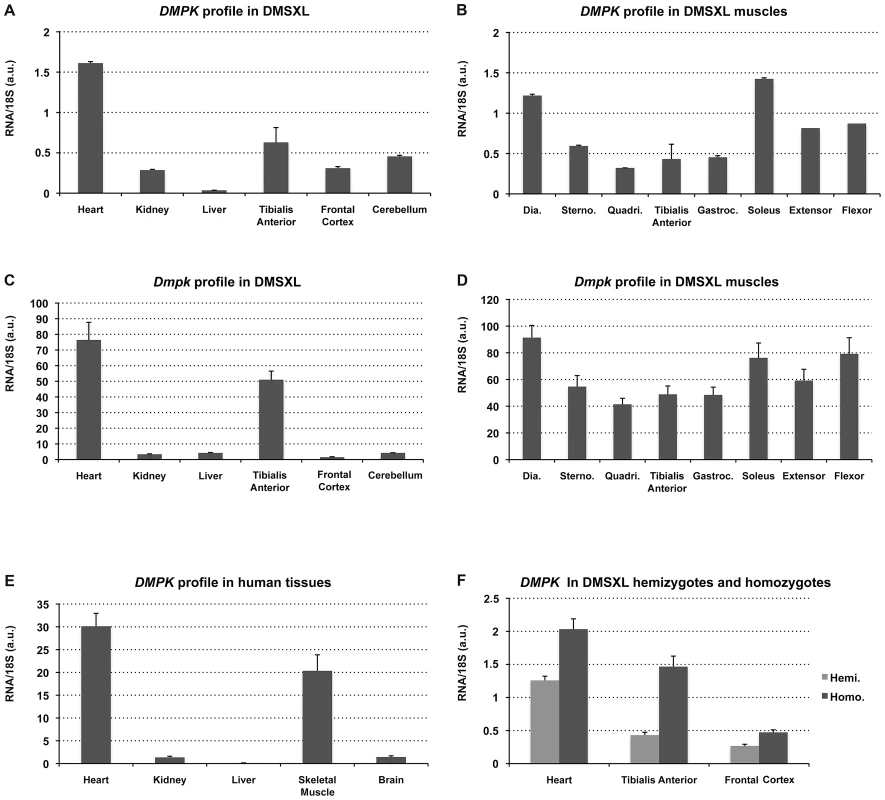 <i>DMPK</i> expression profiles.