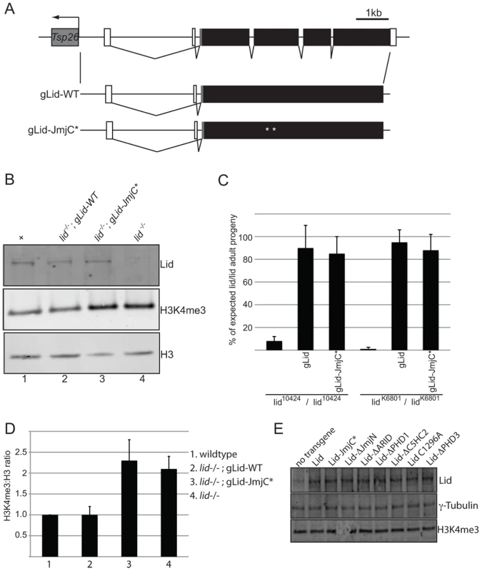 Wildtype and demethylase inactive genomic rescue transgenes can rescue <i>lid</i> mutant animals.