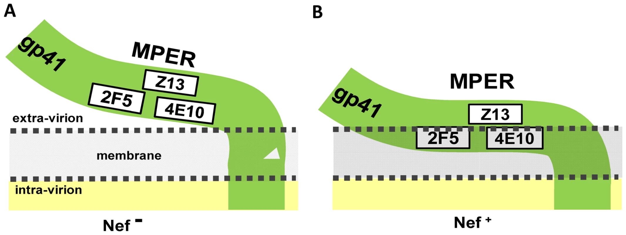 Model depicting the possible mechanism by which Nef specifically alters the accessibility of 2F5 and 4E10 MPER epitopes to nAbs.