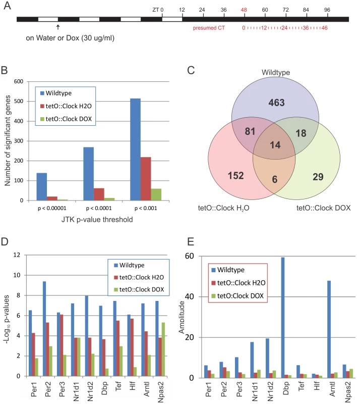 Brain-specific rescue of <i>Clock</i> partially restores transcriptional circadian output in the liver.