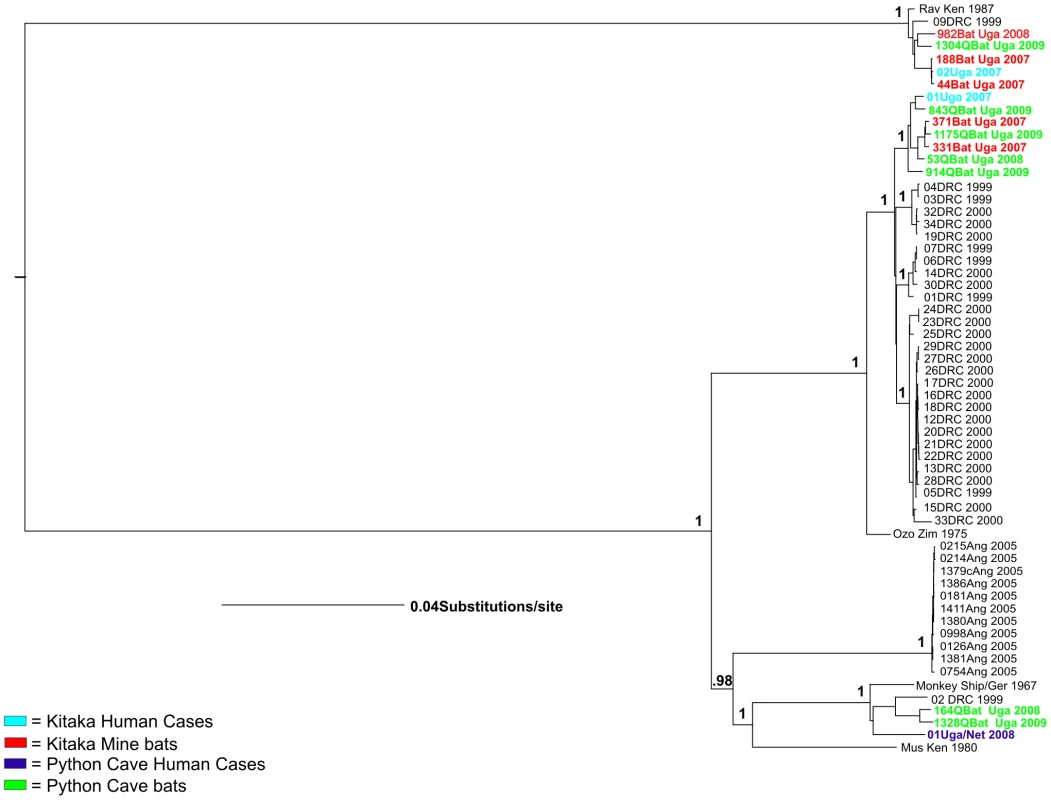 Bayesian phylogeny of full length Marburg genome.