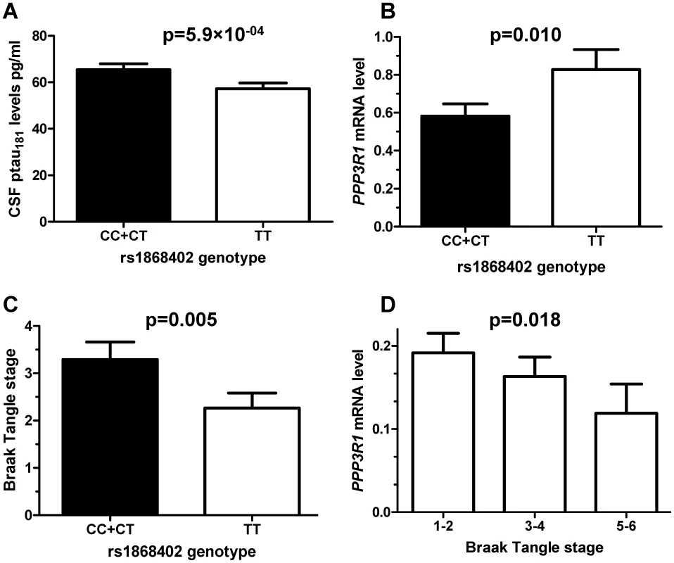 Rs1868402 is associated with CSF ptau<sub>181</sub> levels, <i>PPP3R1</i> mRNA expression levels and tangle counts.
