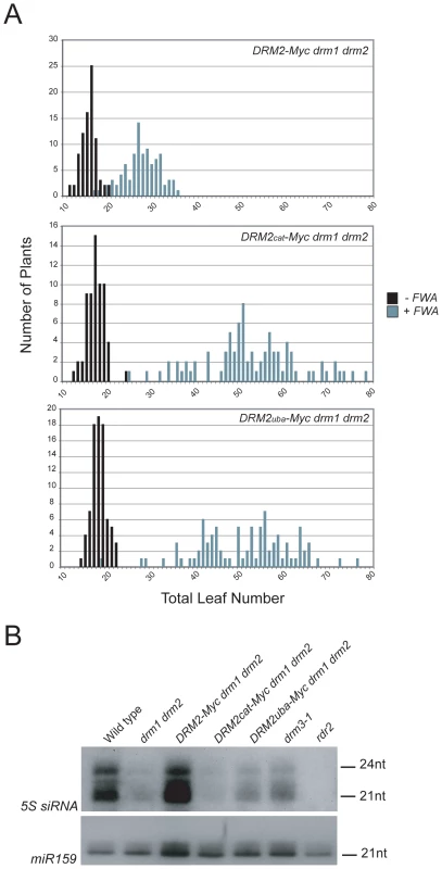 DRM2 catalytic and UBA domains are required for <i>de novo</i> DNA methylation and siRNA accumulation.