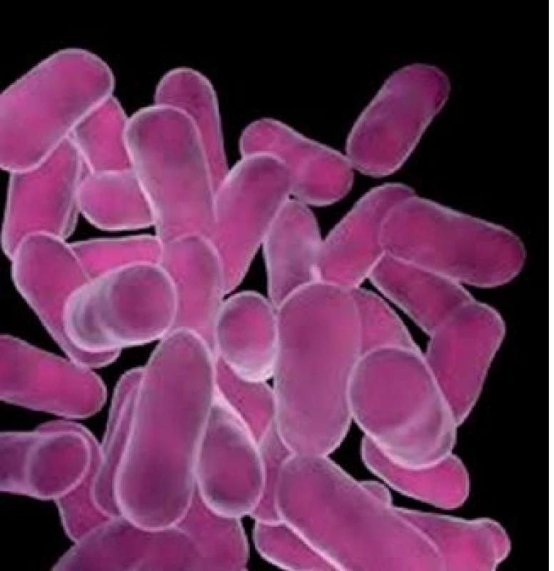 Lactobacillus species.