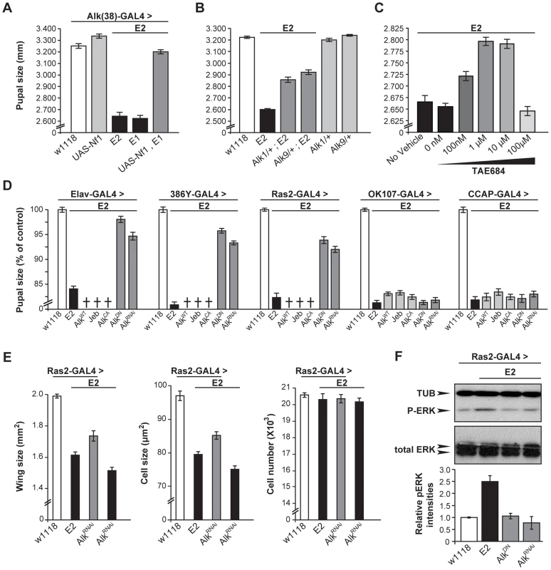 dAlk interacts with dNf1 to control pupal size and ERK activation.