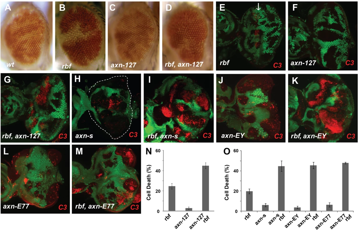 Synergistic cell death induced by <i>rbf</i> and <i>axn</i> mutations.