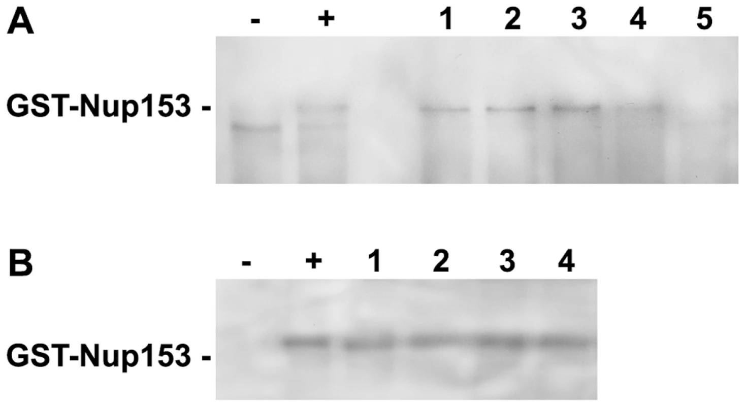 Competition of P-rC, Imp β and Nup153 interactions.