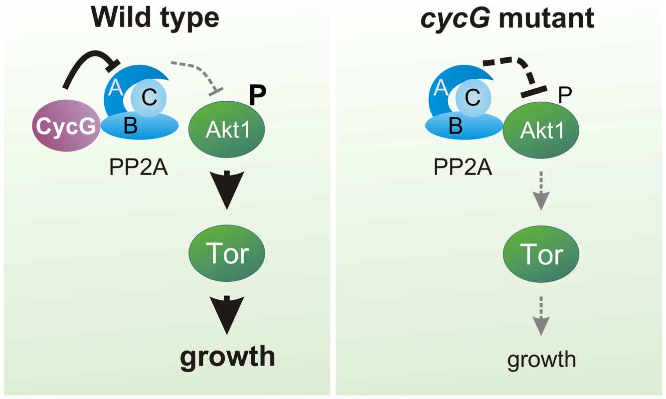 Model of CycG function.