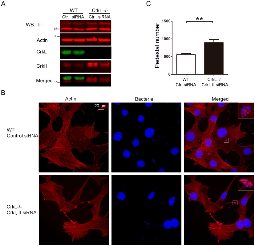 Down-regulation of CrkI/II expression by siRNA in CrkL-deficient MEFs enhances pedestal formation.