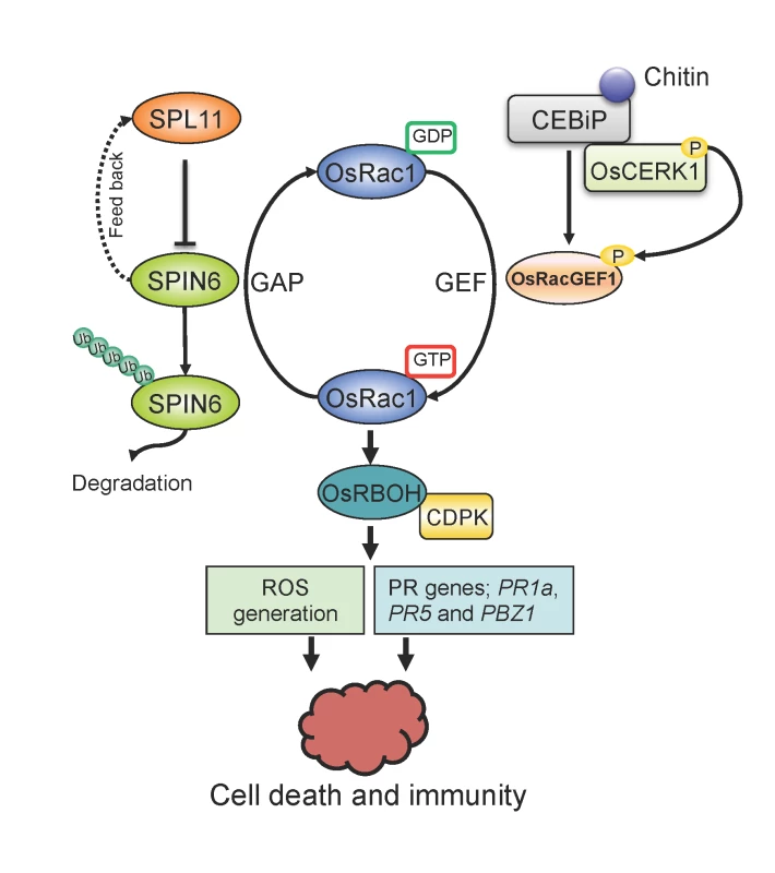 Proposed working model of the relationship between SPL11, SPIN6, and OsRac1.