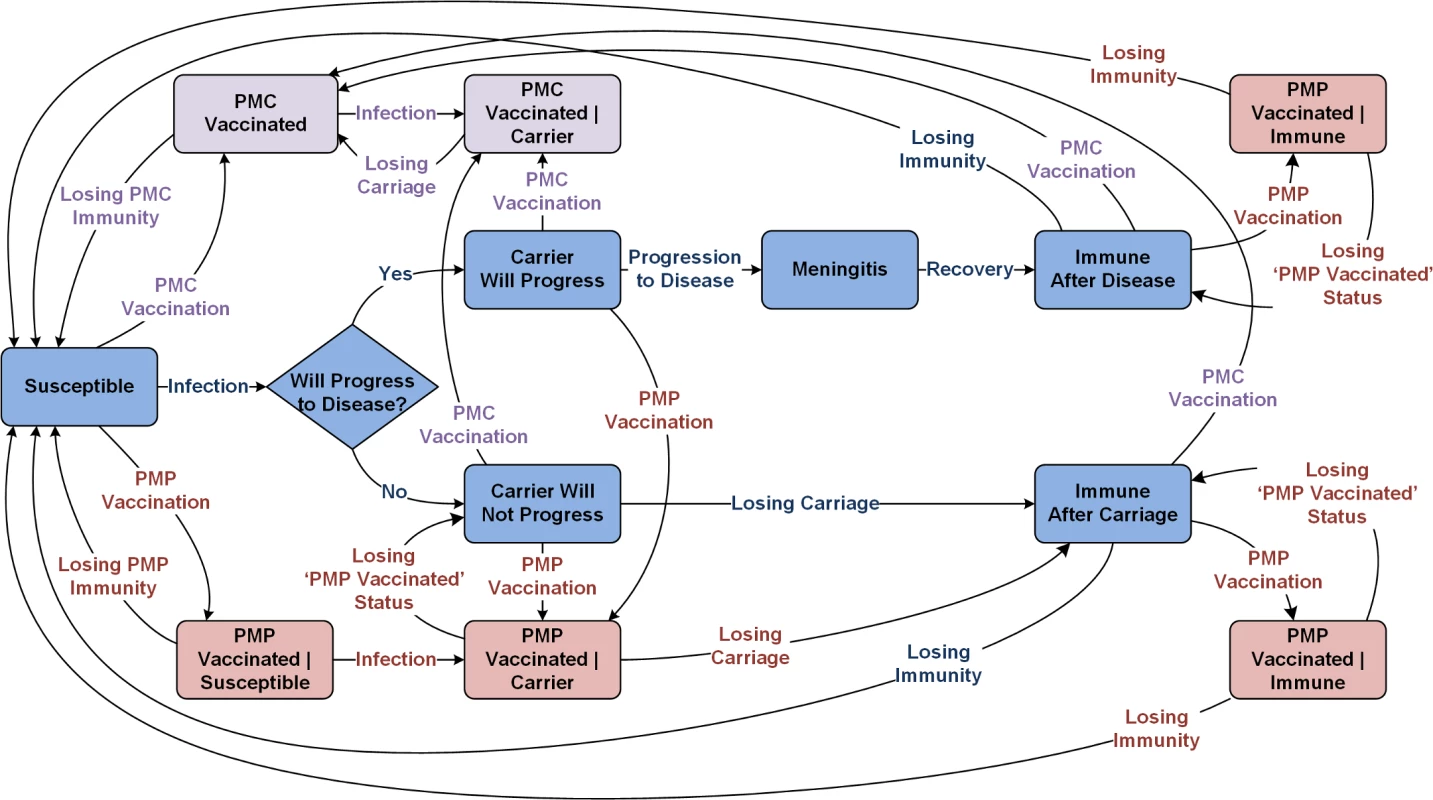 Meningitis natural history and transmission dynamics, assuming a single aggregated circulating serogroup.