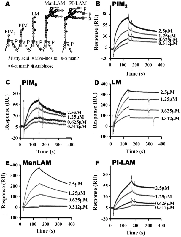 SPR analysis of substrate binding to LprG.