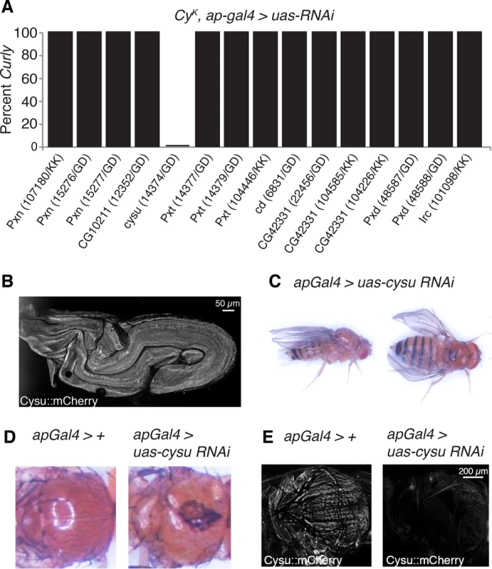 The heme peroxidase Cysu works with Duox to stabilize the wing.