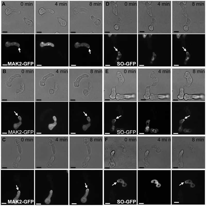 MAK2-GFP (A to C) and SO-GFP (D to F) oscillation in a wild type germling paired with Δ<i>cse-1</i> or Δ<i>nfh-2</i> germlings.