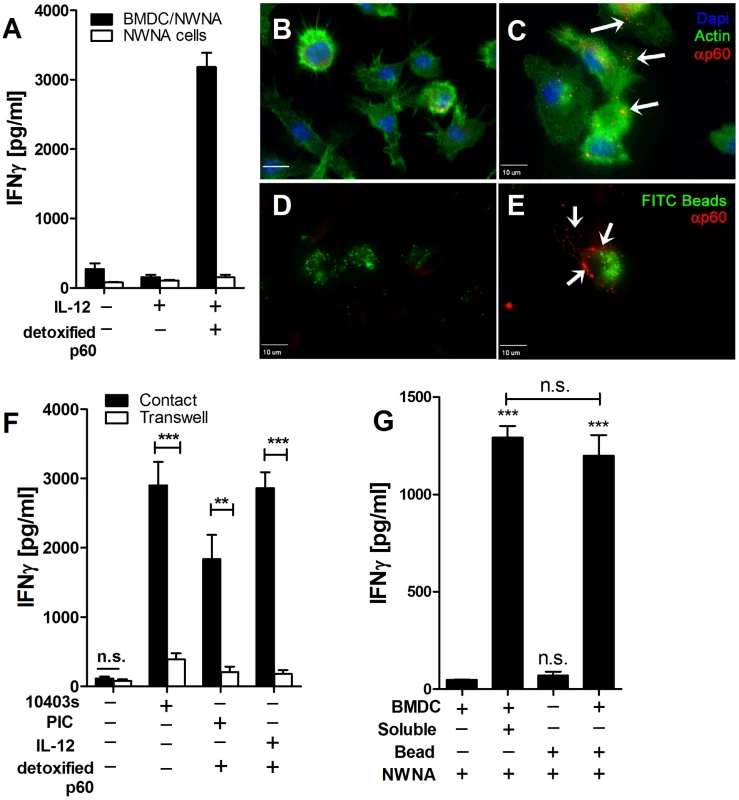 Purified p60 binds to BMDCs to active NK cells.