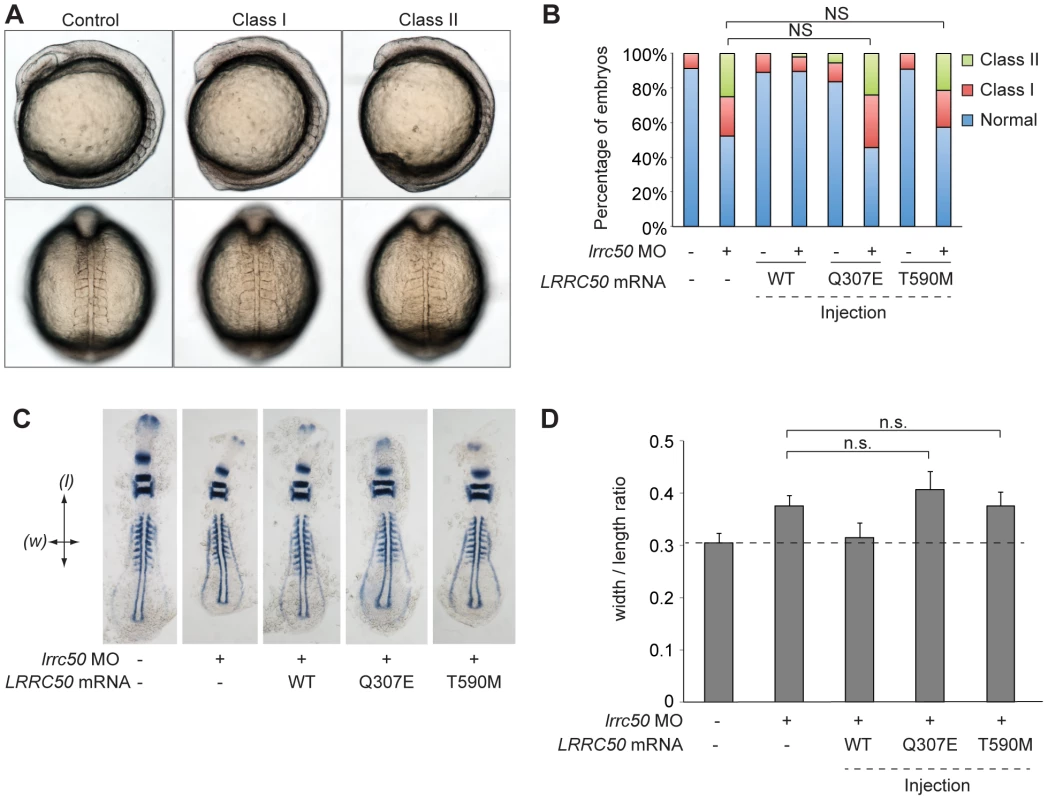 LRRC50 missense changes are functional nulls in a zebrafish model of development.