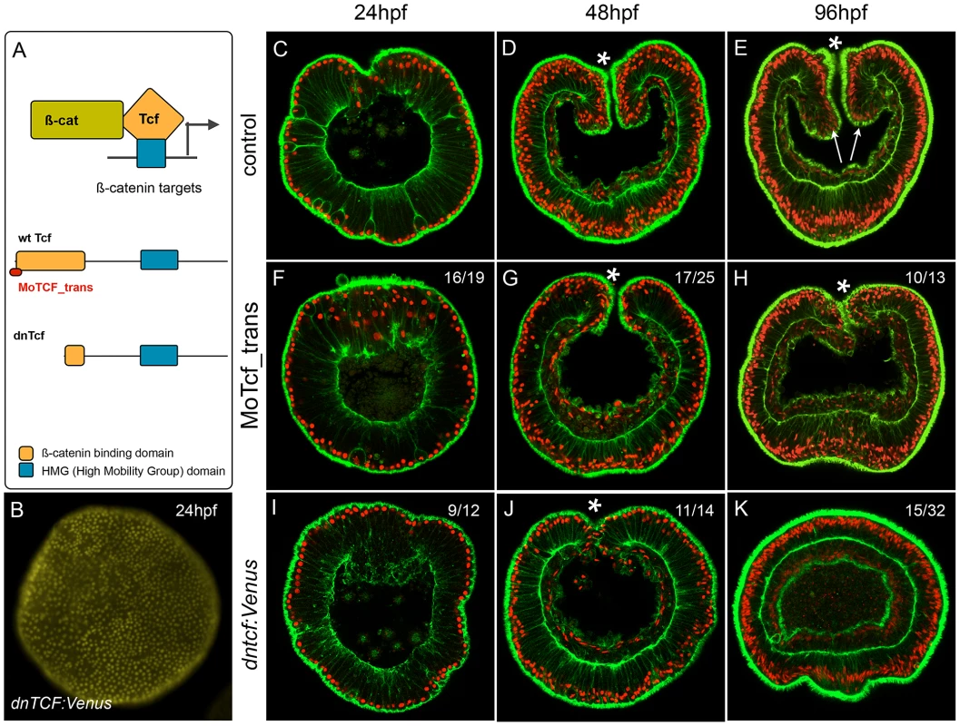 Inhibition of NvTcf prevents pharynx formation.