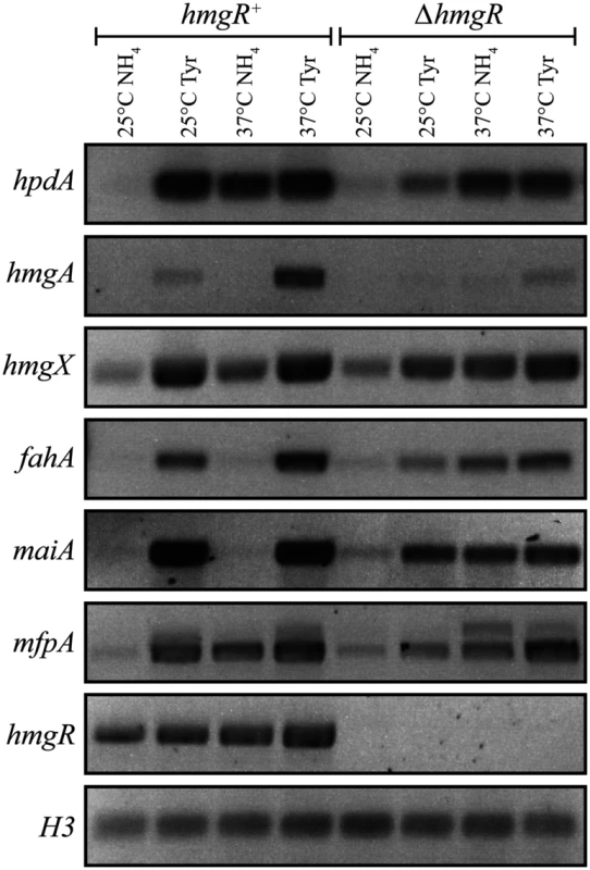 The tyrosine induced expression of genes of the catabolism cluster requires the HmgR transcription factor.