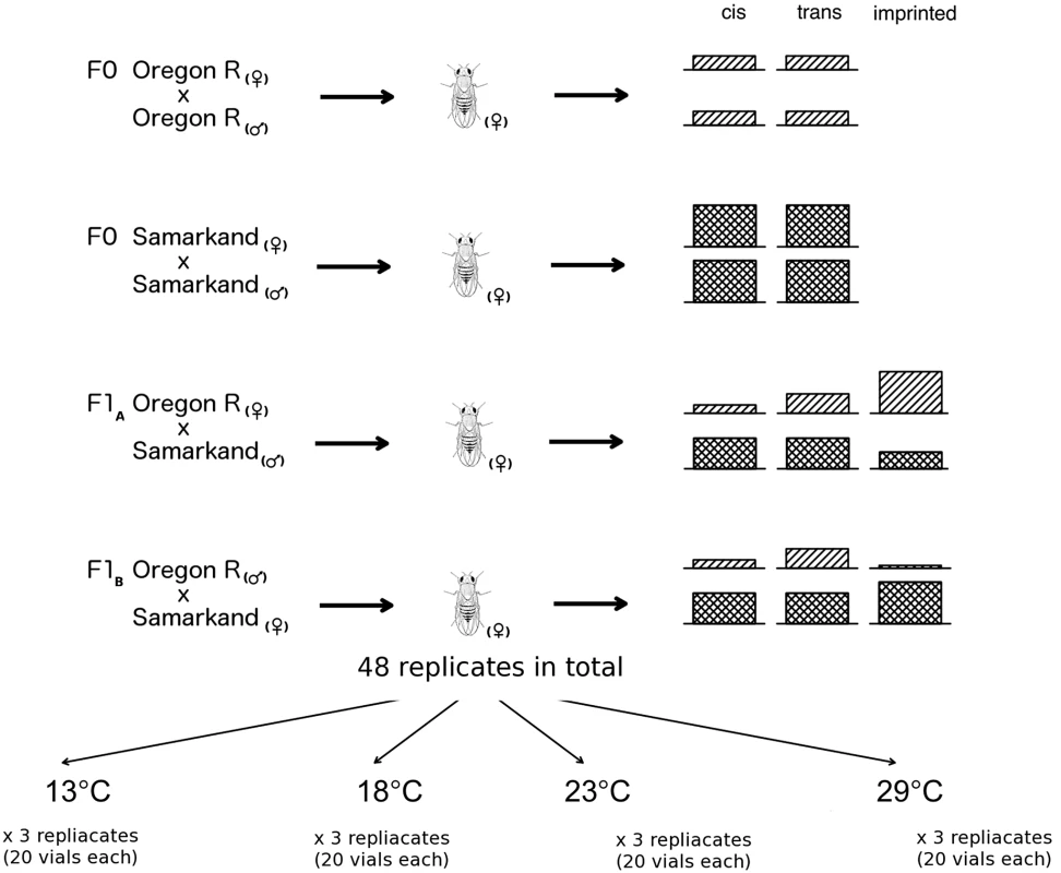 Overview of allele specific expression profiling by RNA-Seq in this study.