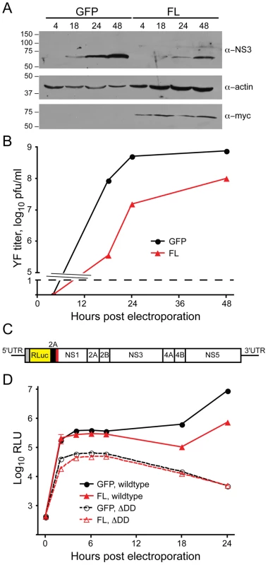 DNAJC14 inhibits a post entry step.