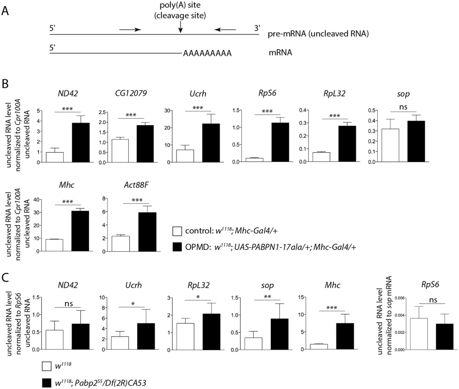 Defective cleavage at poly(A) sites in muscles expressing PABPN1-17ala and in the <i>Pabp2</i> mutant.