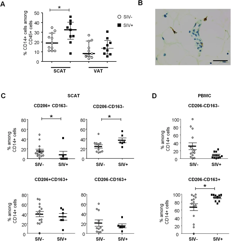 The influence of SIV infection on adipose tissue macrophage numbers and phenotypes.