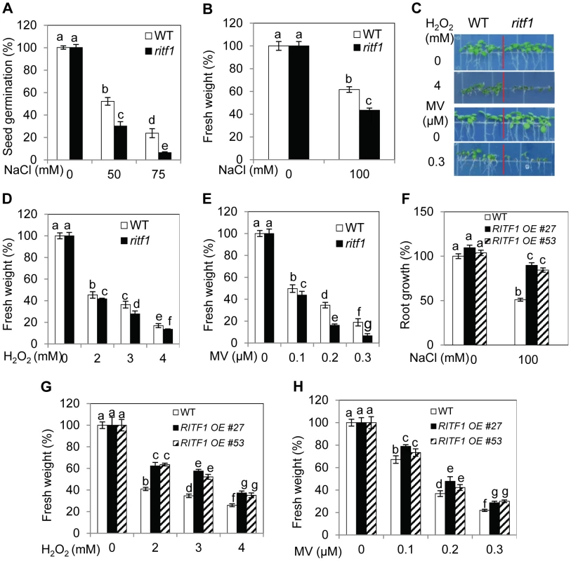 <i>ritf1</i> mutant plants are sensitive to salt and oxidative stresses, and overexpression of <i>RITF1</i> increases plant tolerance to salt and oxidative stresses.