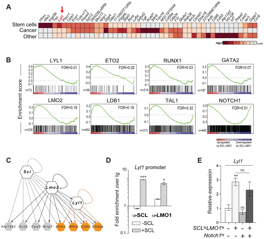 <i>Lyl1</i> coordinates a self-renewal network downstream of <i>SCL-LMO1</i>.