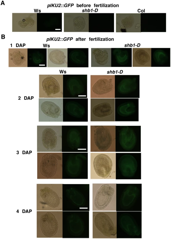 SHB1 regulates the expression of <i>pIKU2::GFP</i>.